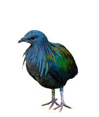 Nicobar pigeon isolated on white background