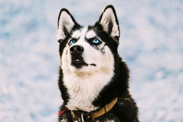 Close Up Young Happy Husky Puppy Eskimo Dog