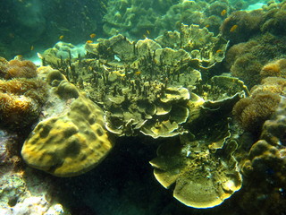 Fonds Marins de Ko Lipe
