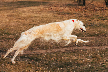 Dog Russian Borzoi Wolfhound Head , Outdoors Spring Autumn Time