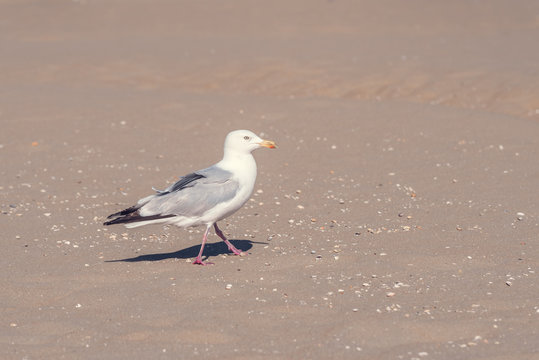 M&ouml;we am Strand tut posen