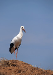White stork on  a background blue sky