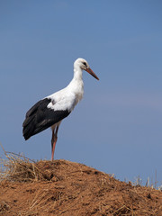White stork on  a background blue sky