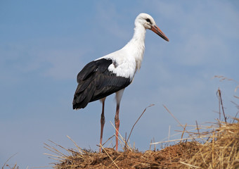 White stork on  a background blue sky