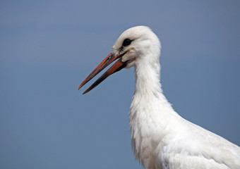 White stork on  a background blue sky