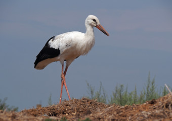 White stork on  a background blue sky