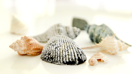 sea shells on white backgrond