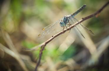Libellula