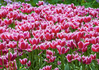 field tulips