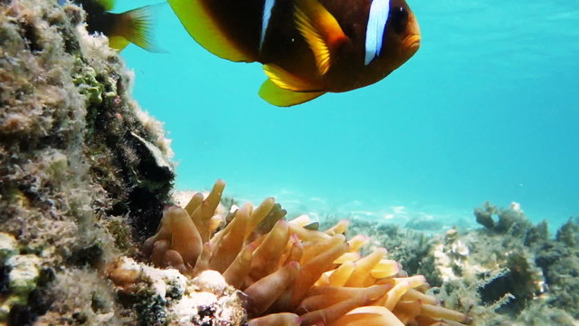 two curious clown fish 