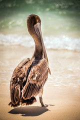 Brown pelican on mexican beach