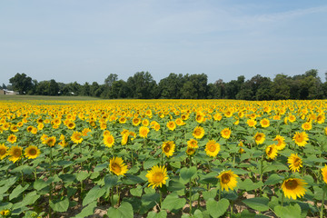 Field of Yellow