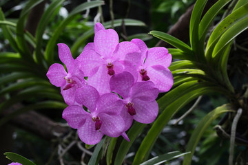 thai orchids
