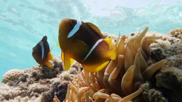 two curious clown fish 