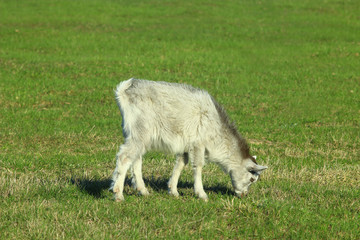 Goat and kid on the pasture