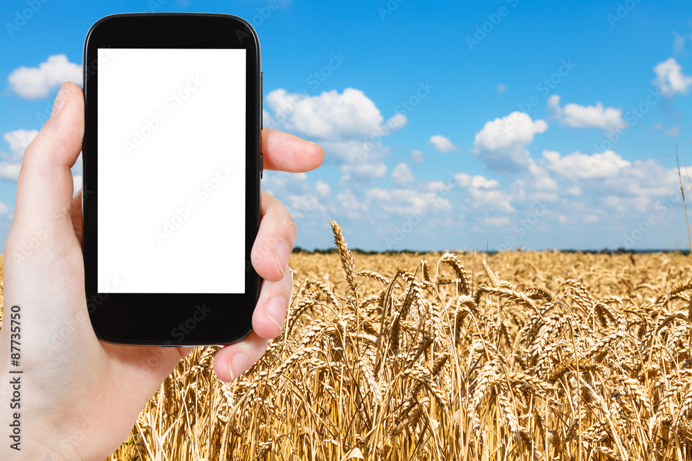 Poster tourist photographs wheat field under blue sky