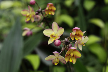 thai orchids
