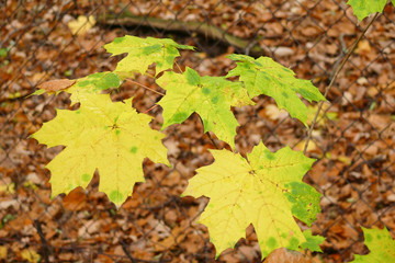 Gelbe Blätter eines Ahorn im Herbst - Laubwald