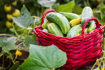 Gurken vom Hochbeet, Gurkenernte