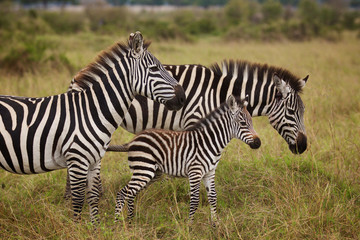 Fototapeta na wymiar Young cute zebra