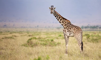 Rolgordijnen Giraf Grote volwassen giraf die naar de camera kijkt