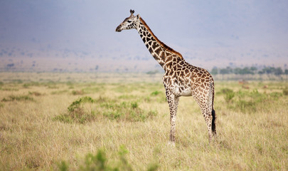 Large adult giraffe