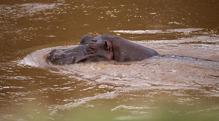 Large wild hippo in the water