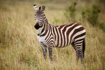 Naklejka na ściany i meble Zebra standing in long grass