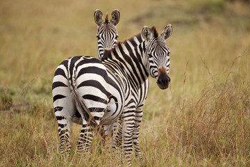Obraz premium Zebra looking at the camera