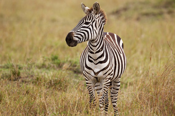 Zebra in the long grass