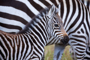 Very young zebra