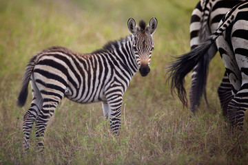 Obraz premium Very young zebra