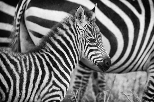 Fototapeta Very young zebra in mono