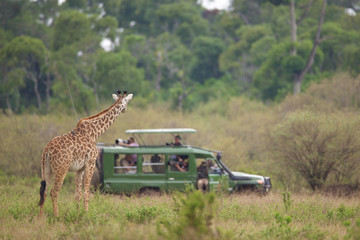 curious giraffe looking at the photographers on safari - obrazy, fototapety, plakaty
