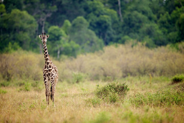 curious giraffe