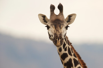 Giraffe looking at the camera