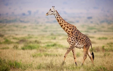 Crédence de cuisine en verre imprimé Girafe Girafe marchant au Kenya