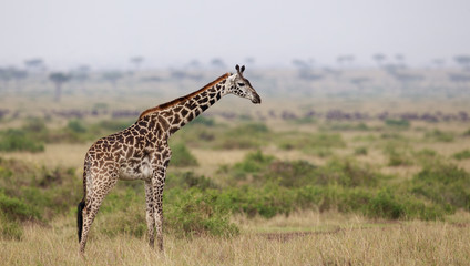 Naklejka na ściany i meble Giraffe in Kenya
