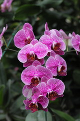 Thai orchids