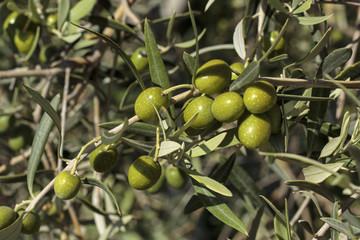 Detail of fruits in an olive tree