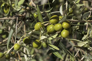 Crédence de cuisine en verre imprimé Olivier Detail of fruits in an olive tree