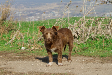 Brown mongrel dog