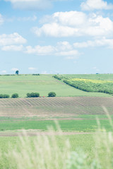 Summer field landscape