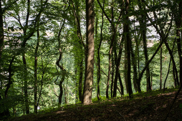 Fototapeta premium Summer forest with deciduous trees