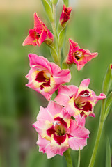 Obraz premium dreifarbige Gladiolenblüte