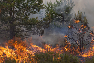 Pine forest fire. Appropriate to visualize wildfires or prescribed burning of forest in Europe and Asia:UK, Scandinavia, Russia, Baltic states, mountain forest, woods of conifers in any country.