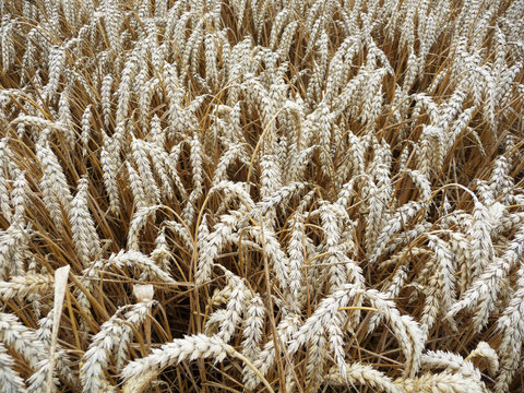 Weizenfeld mit reifen &Auml;hren - Weizen&auml;hren reif zum ernten, Sommerzeit ist Erntezeit, Getreideanbau in der Landwirtschaft, Monokultur, Getreide als Grundnahrungsmittel