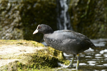 Eurasian Coot, Coot, Fulica atra