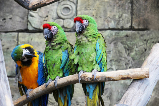 Three parrots blue-yellow and green sitting on a branch in jungle