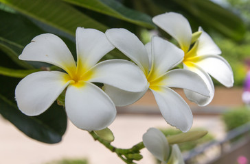 Obraz na płótnie Canvas Frangipani tropical flowers, Plumeria flowers fresh